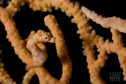 Denise Pigmy seahorse by Pietro Formis 